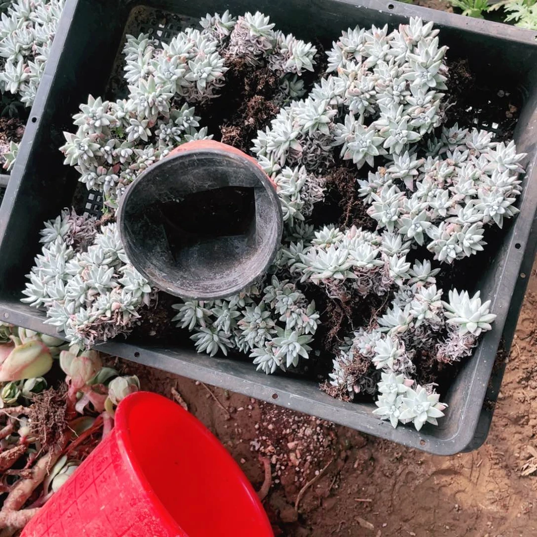 白菊一物一拍一筐不包整