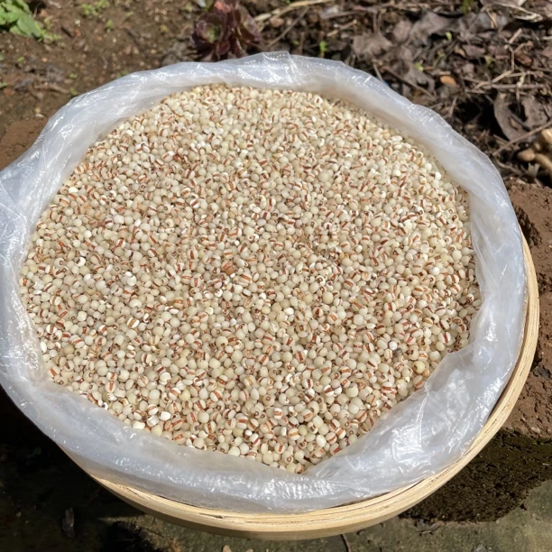 云南农家自家种植水晶薏仁米