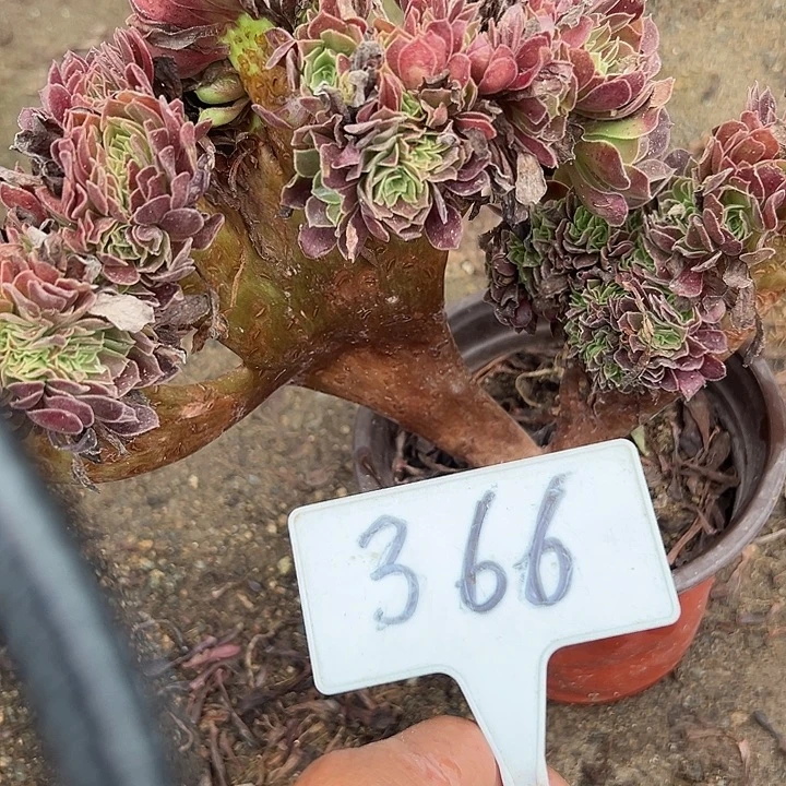 多肉植物欧子缀花