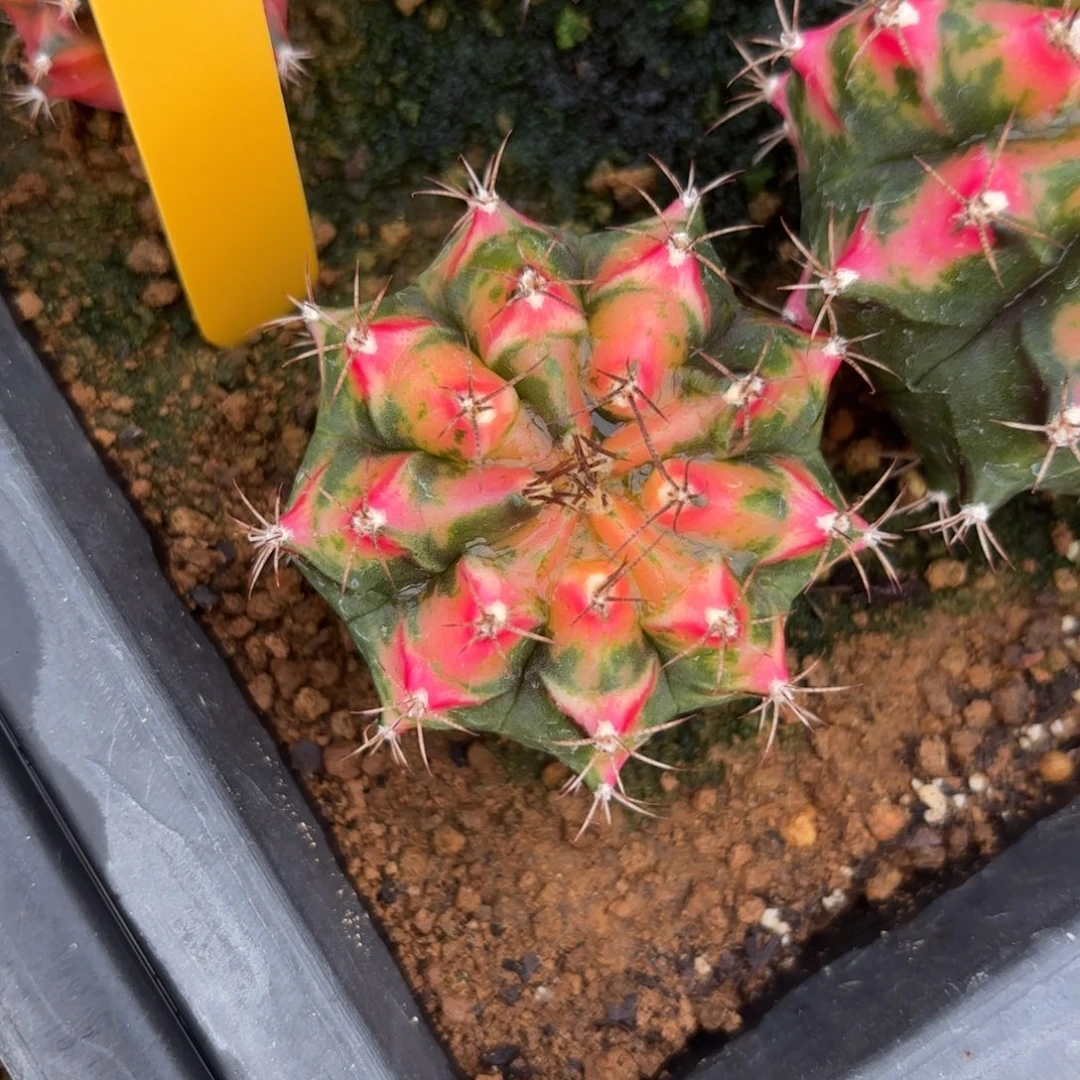 L567-1219泰国发货 静海