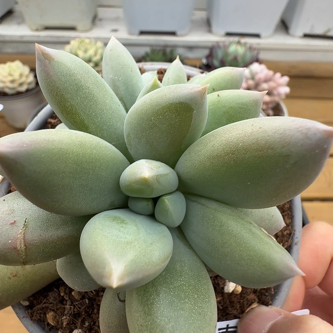 宽体哥特11111104-83