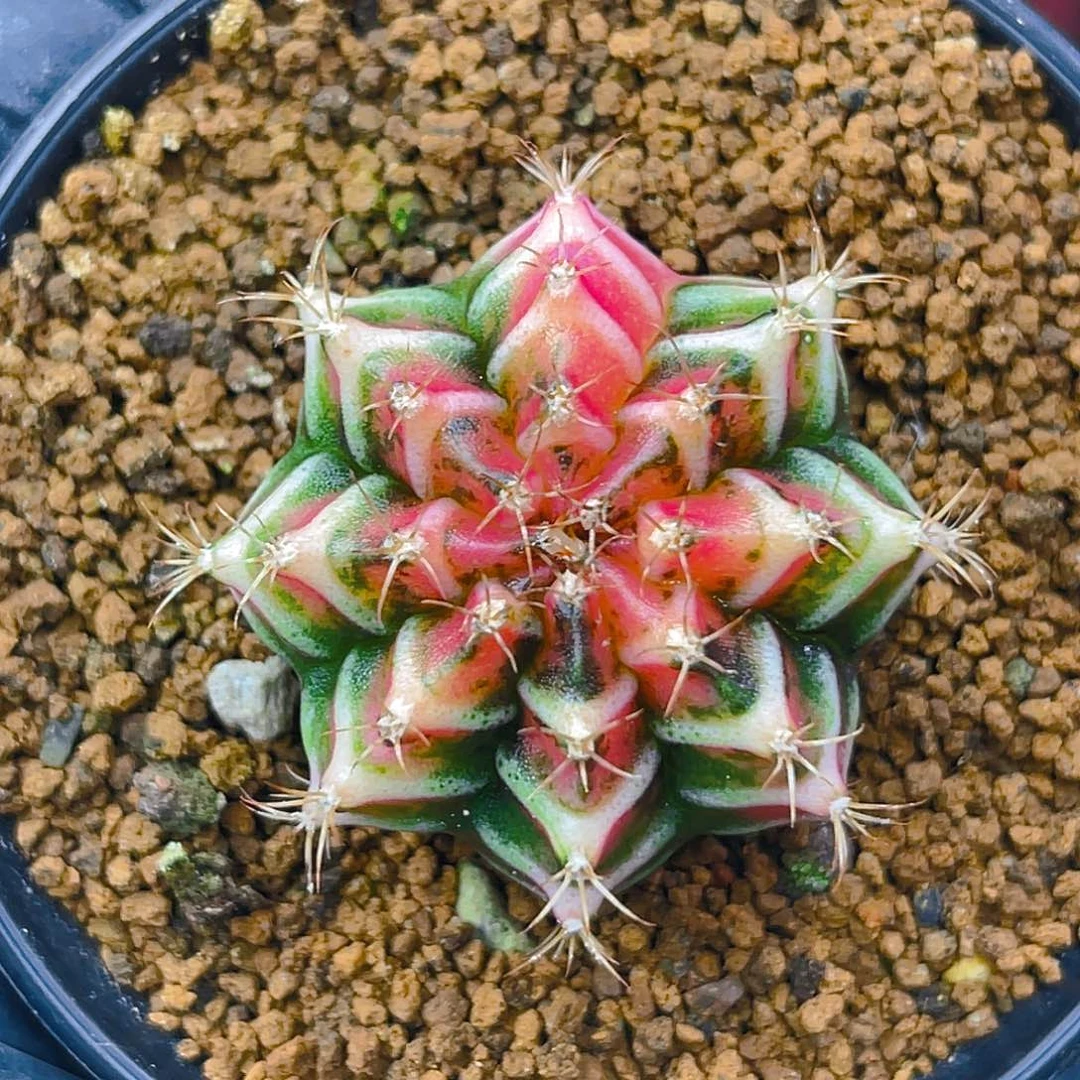 米哈洛维奇014 实生 小精品3.8公分