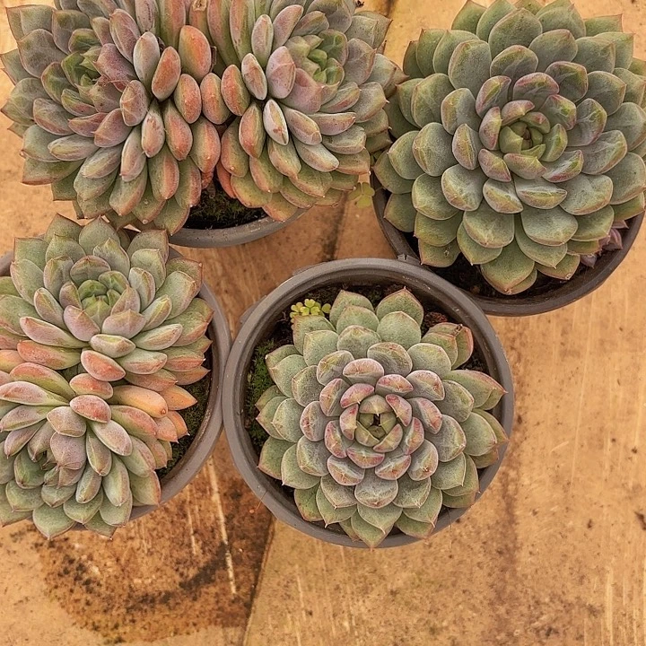 黑曼巴单、双（拍满18包邮、偏远地区1号链接拍运费）