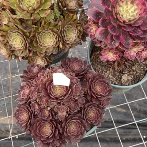 多肉植物组合拼盘1