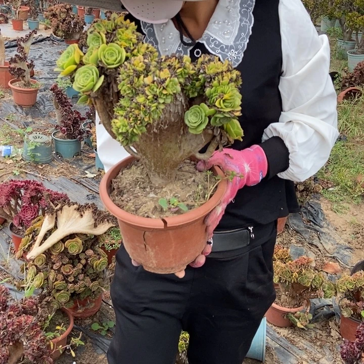 清***4420绿羊绒缀化老桩老桩