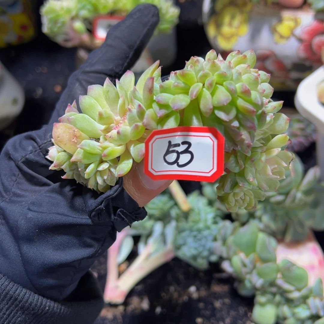 枫叶冰魄缀微瑕 天天开心