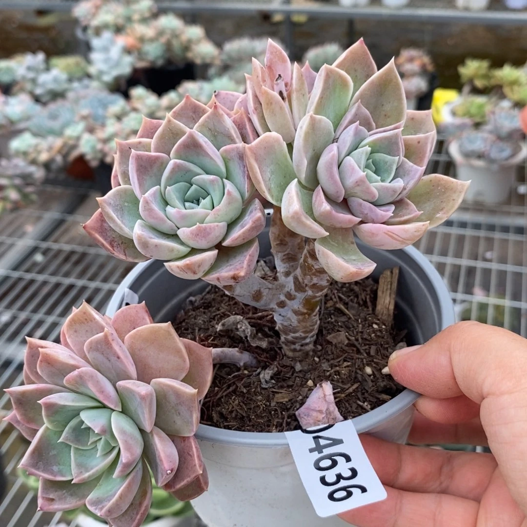 4636哈利沃森一物一拍