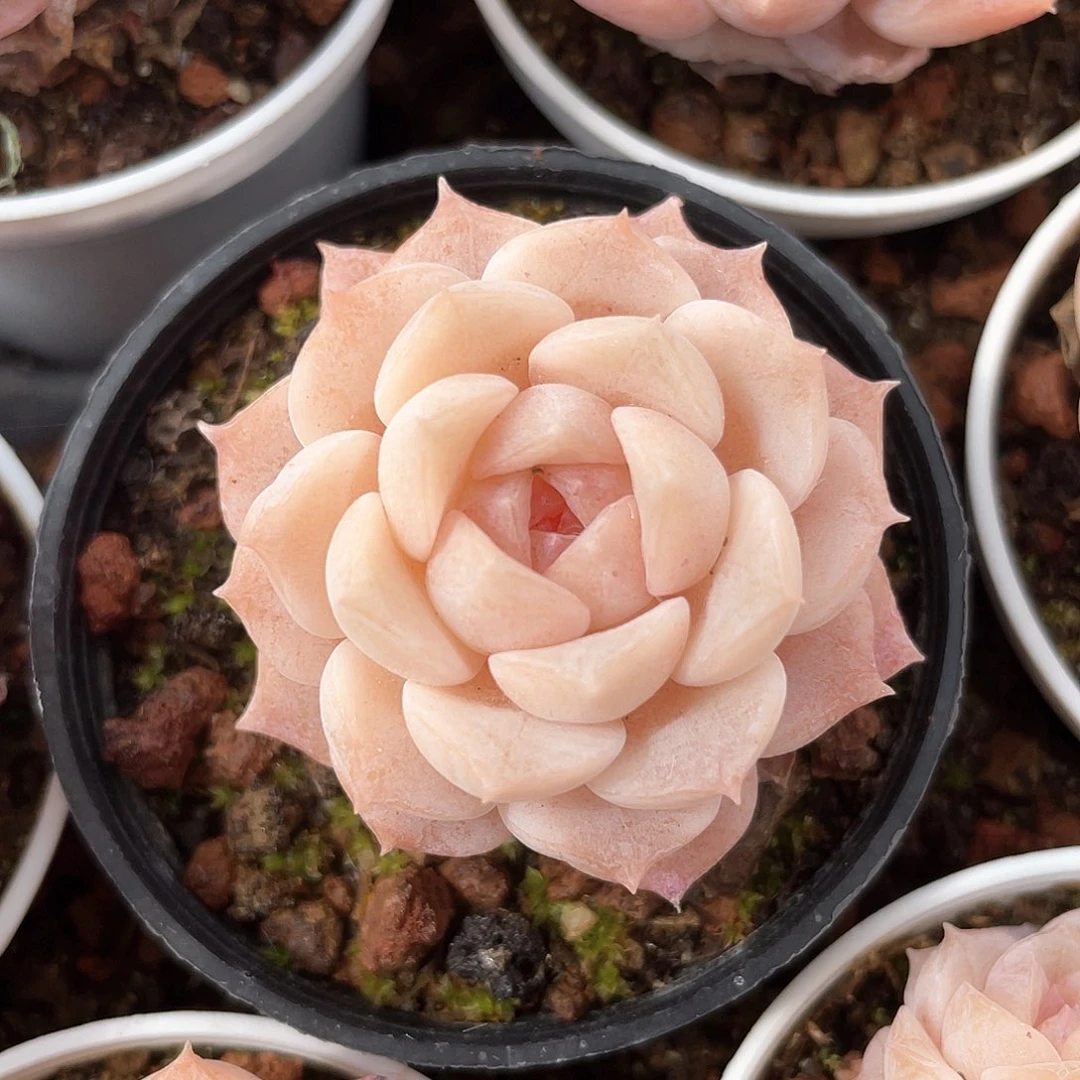 优选纯爱福利9448