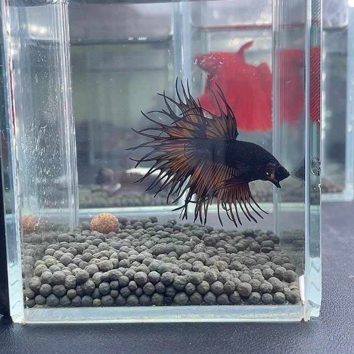 斗鱼35号916晚毒液