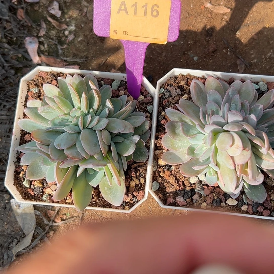 冰***蕾多肉植物一物一拍
