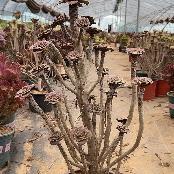 圆叶多肉植物135