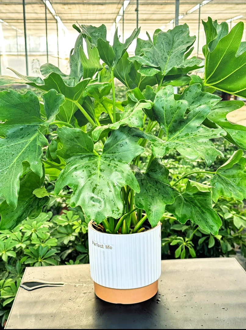 春羽绿植盆栽室内四季常绿耐寒观叶植物适合阳台办公桌