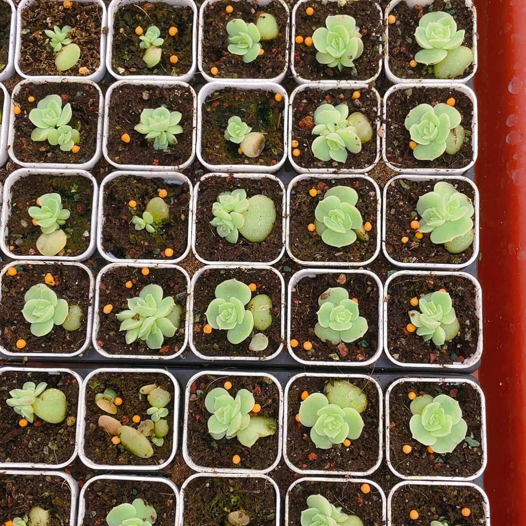 水晶虾饺盆一个满25包邮