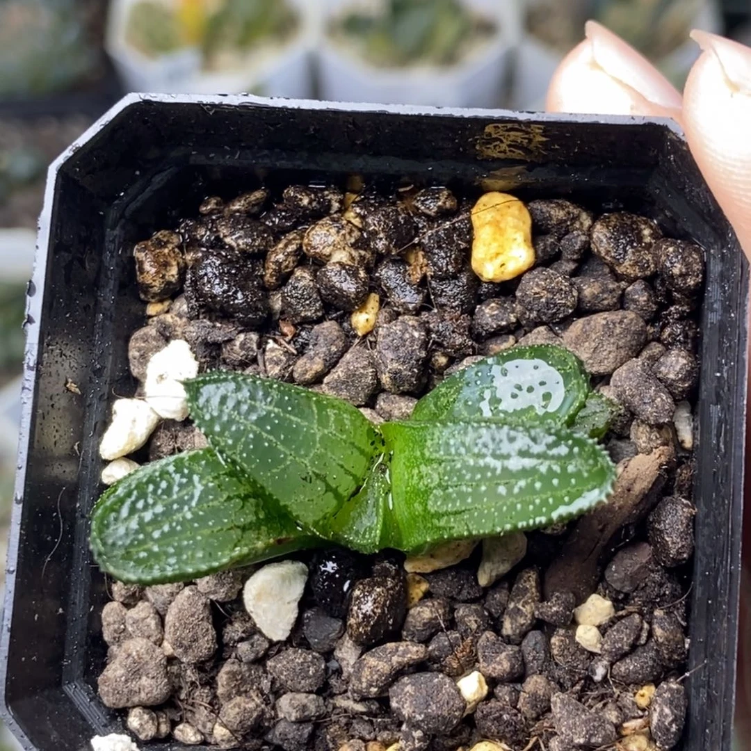 短黑一物一拍的时候
