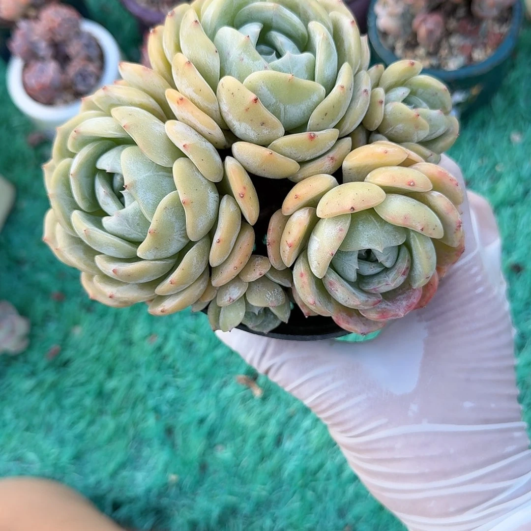 劳林小群精品包邮