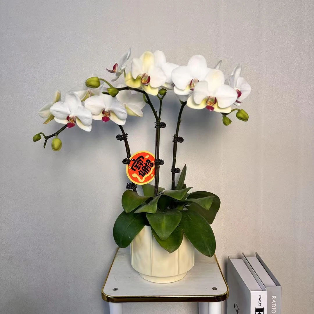 【白水晶】精品蝴蝶兰 白色花型 室内精品观赏 真花