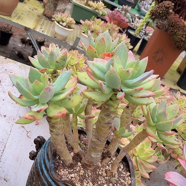 芒果美人2079多肉植物