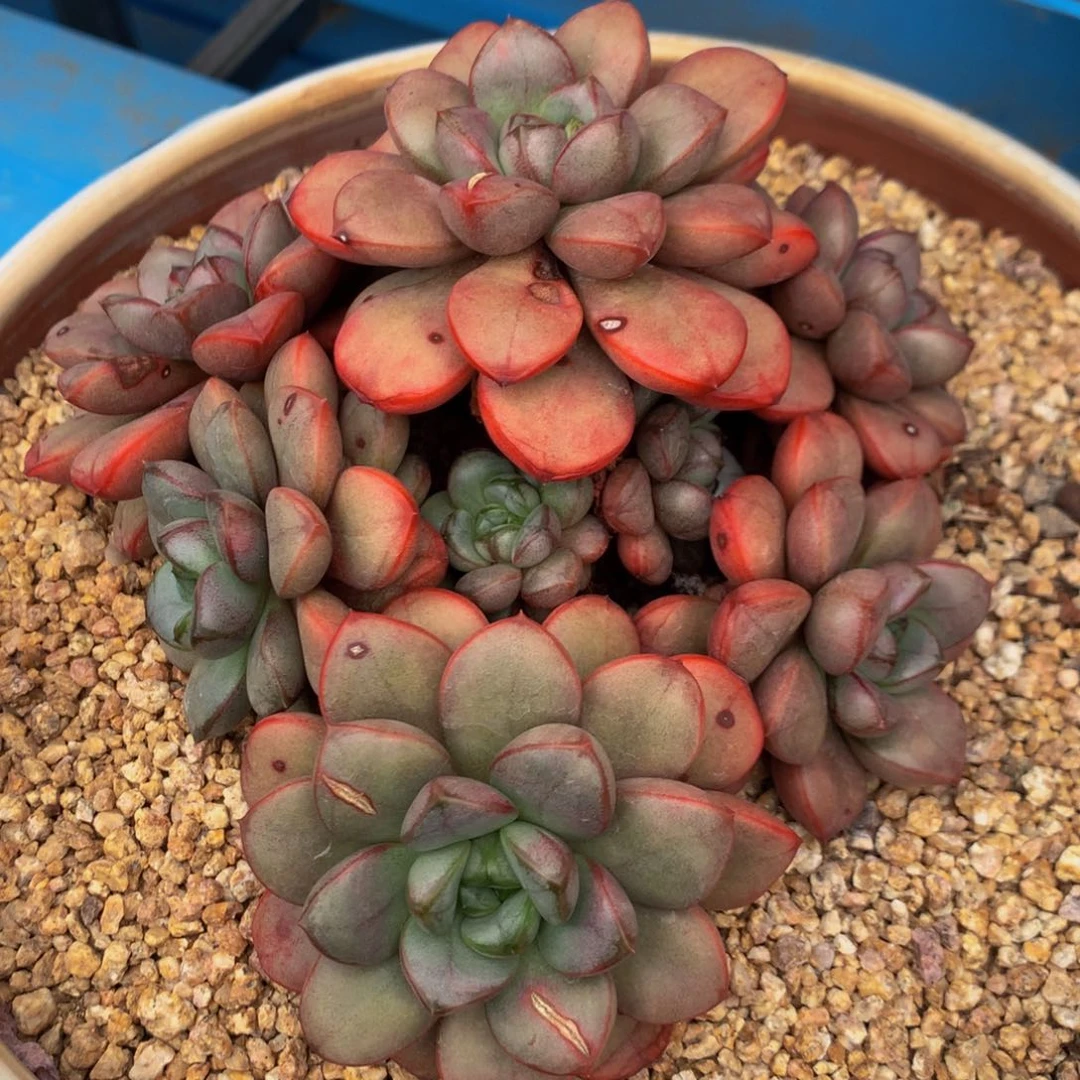 荷*葡萄111111111111111