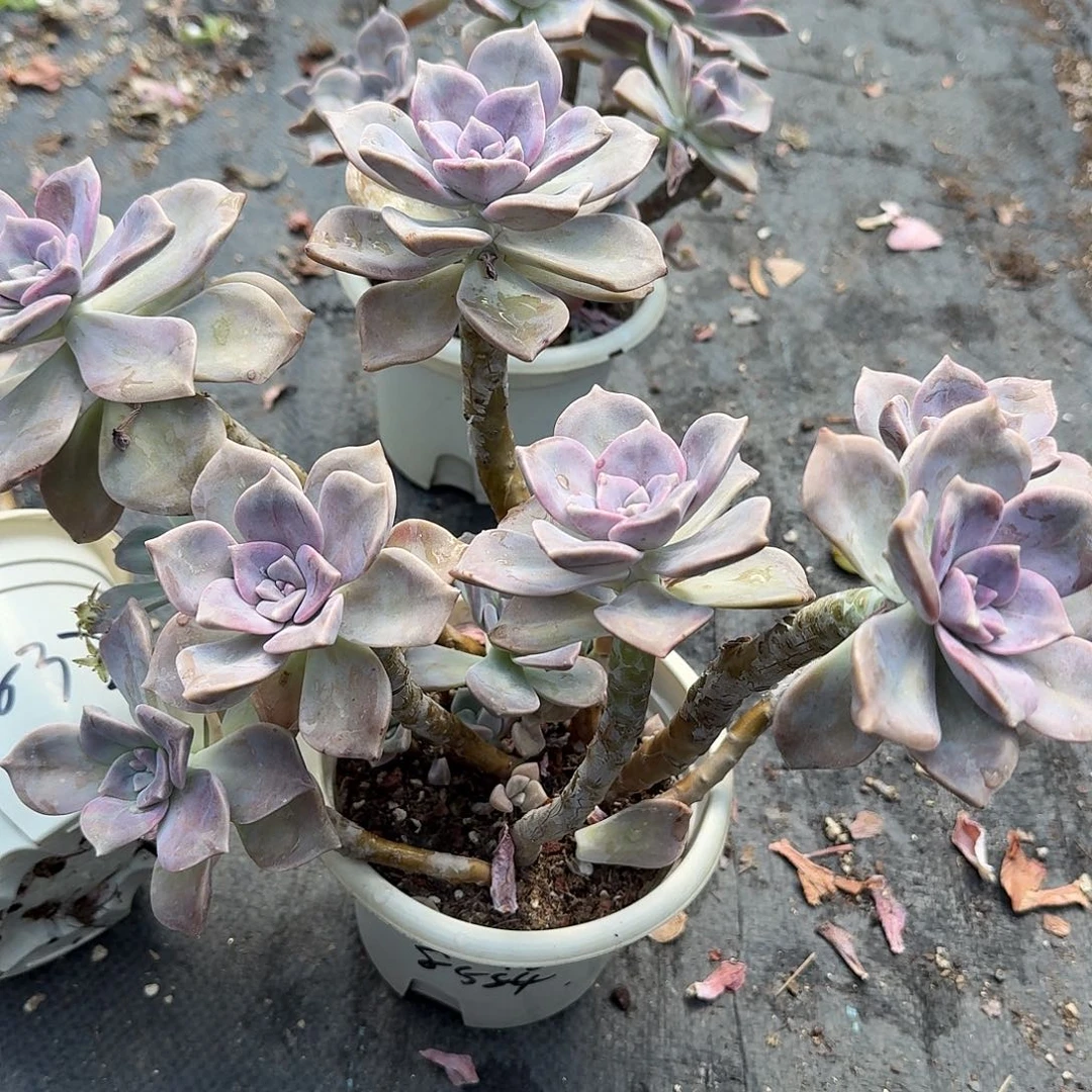 老庄紫乐多肉植物