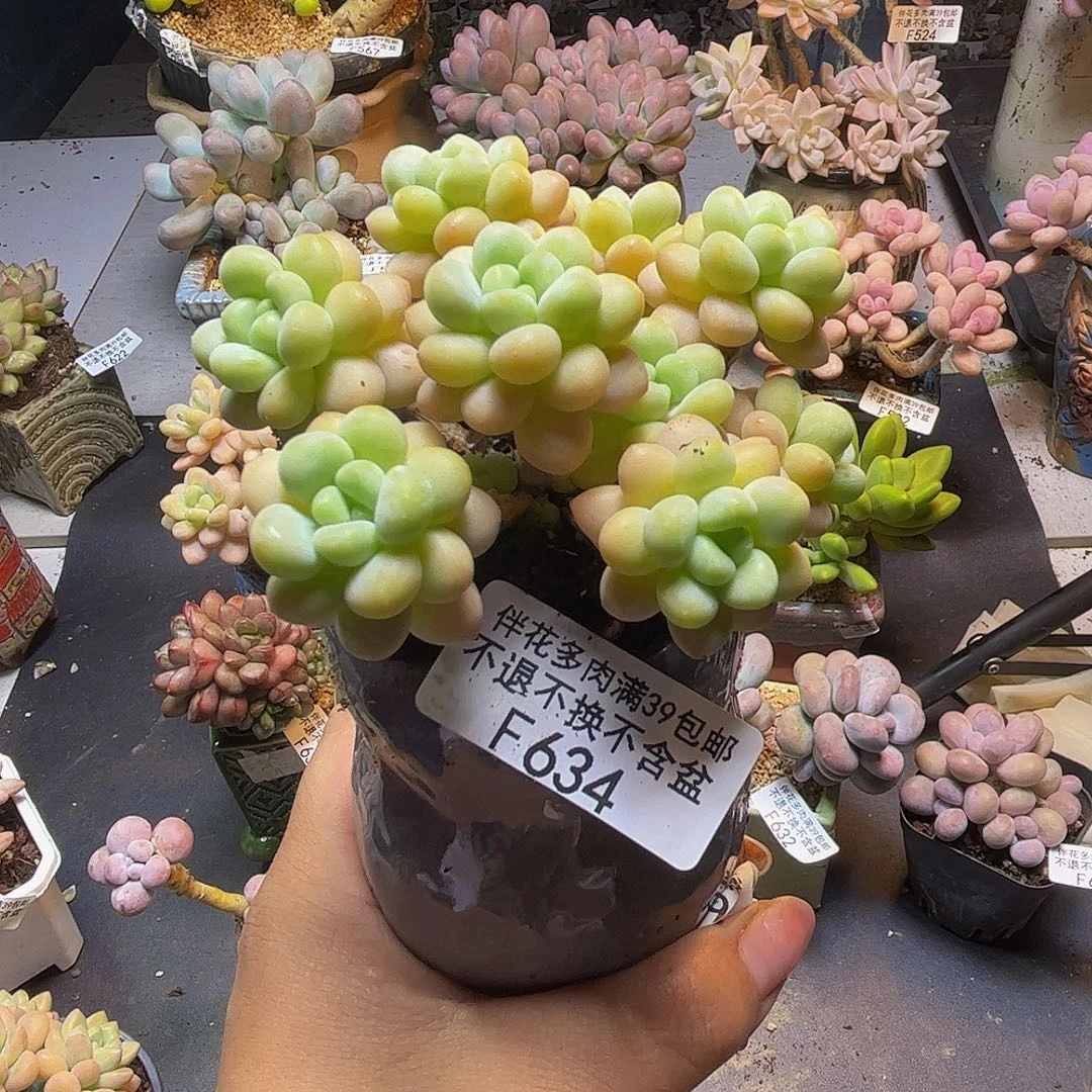 洛可可634/7cn多肉