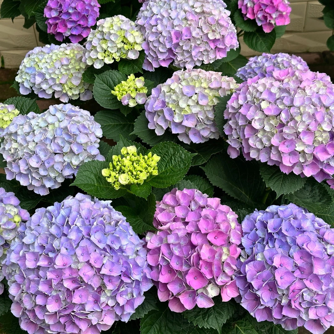 原野先生花园（魔幻紫水晶 2加仑 ）阳台庭院庭院花开花植物养护