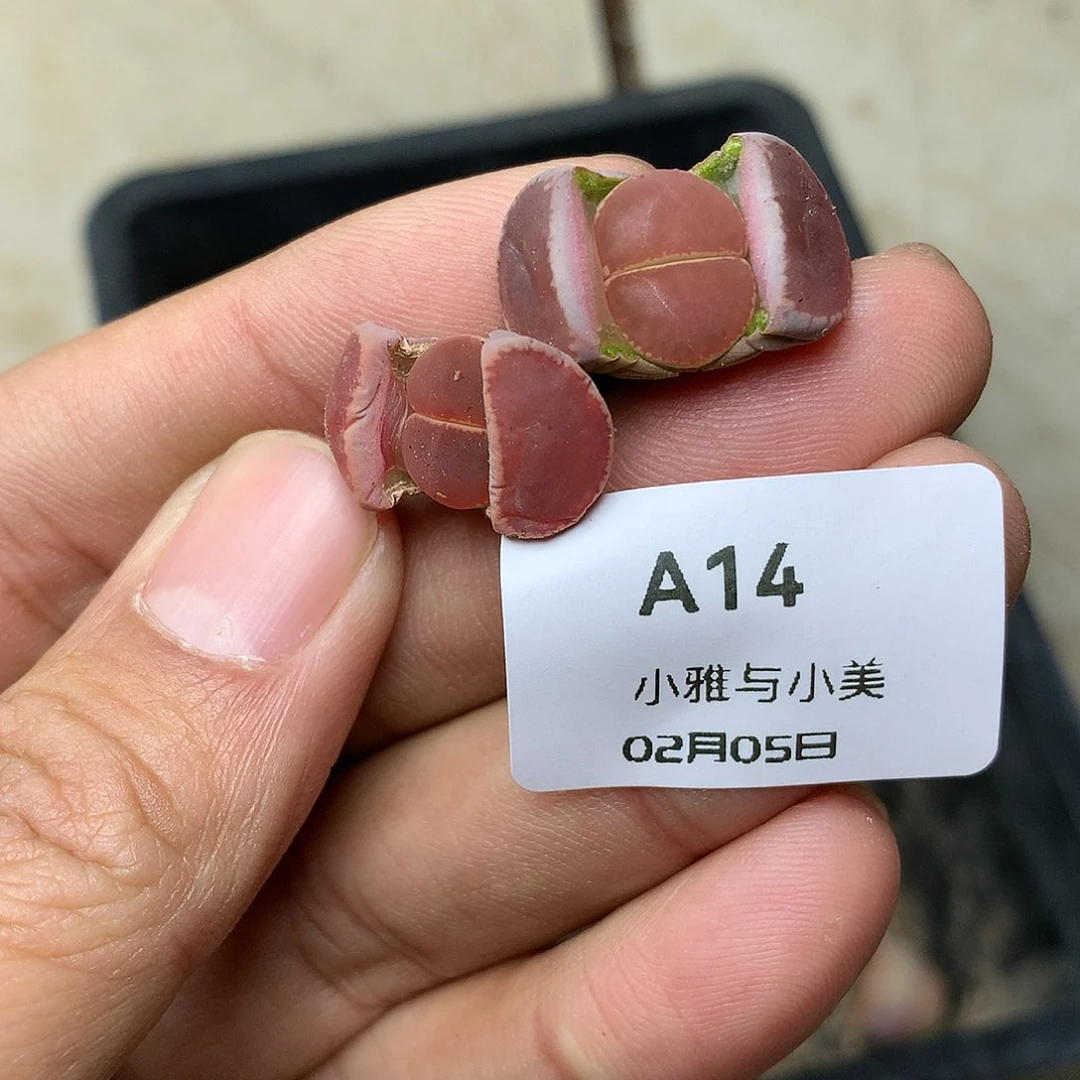 A14多肉植物保护研究所