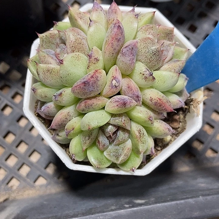 雨***丶多肉植物赤水晶861