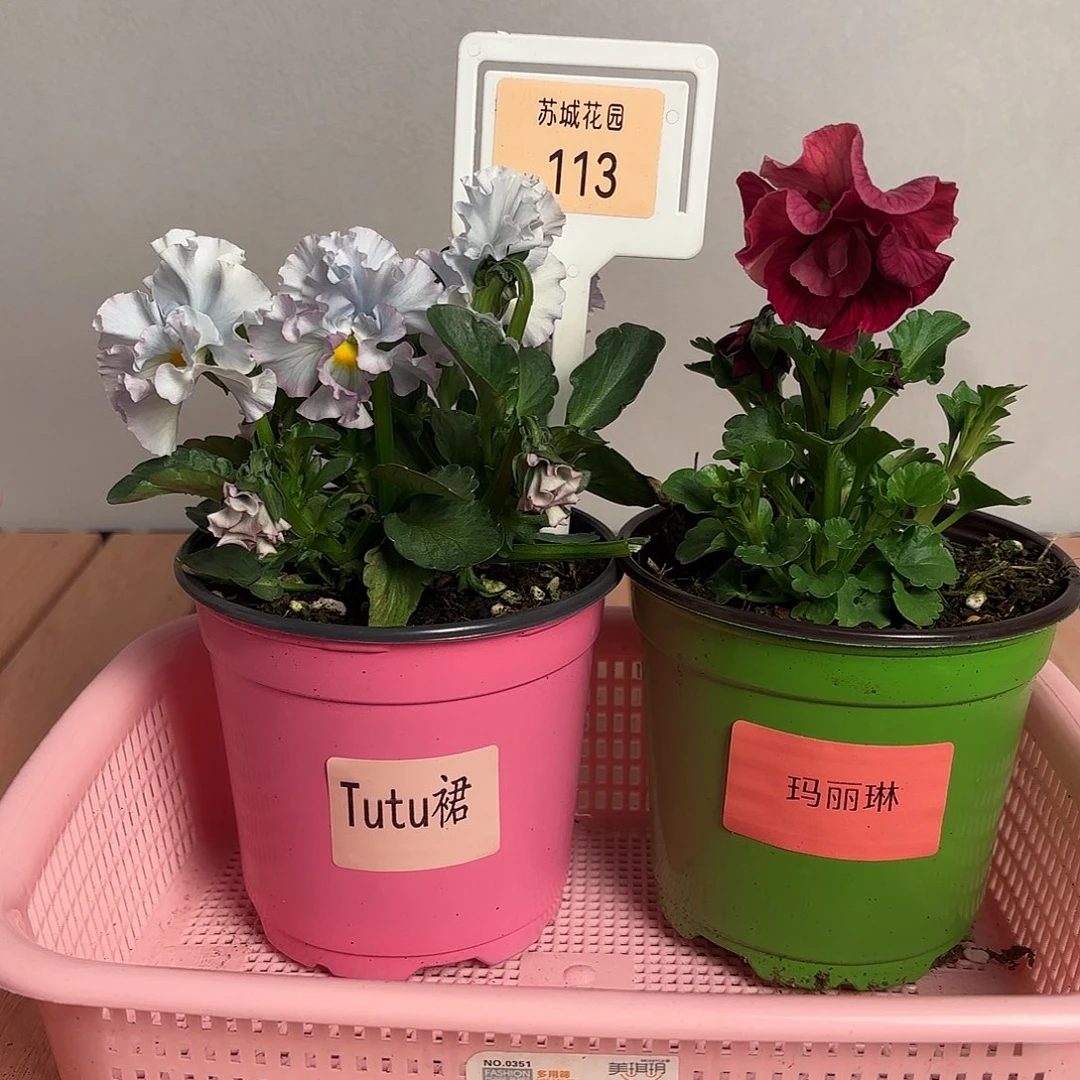 大部分开放少量花苞113