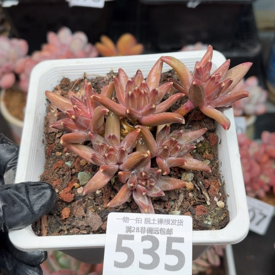 梵高老桩无盆土发货