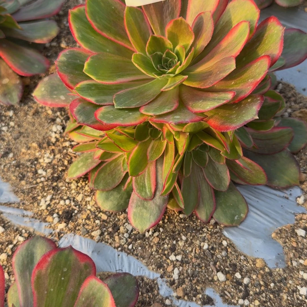 488克拉恋人。多肉植物