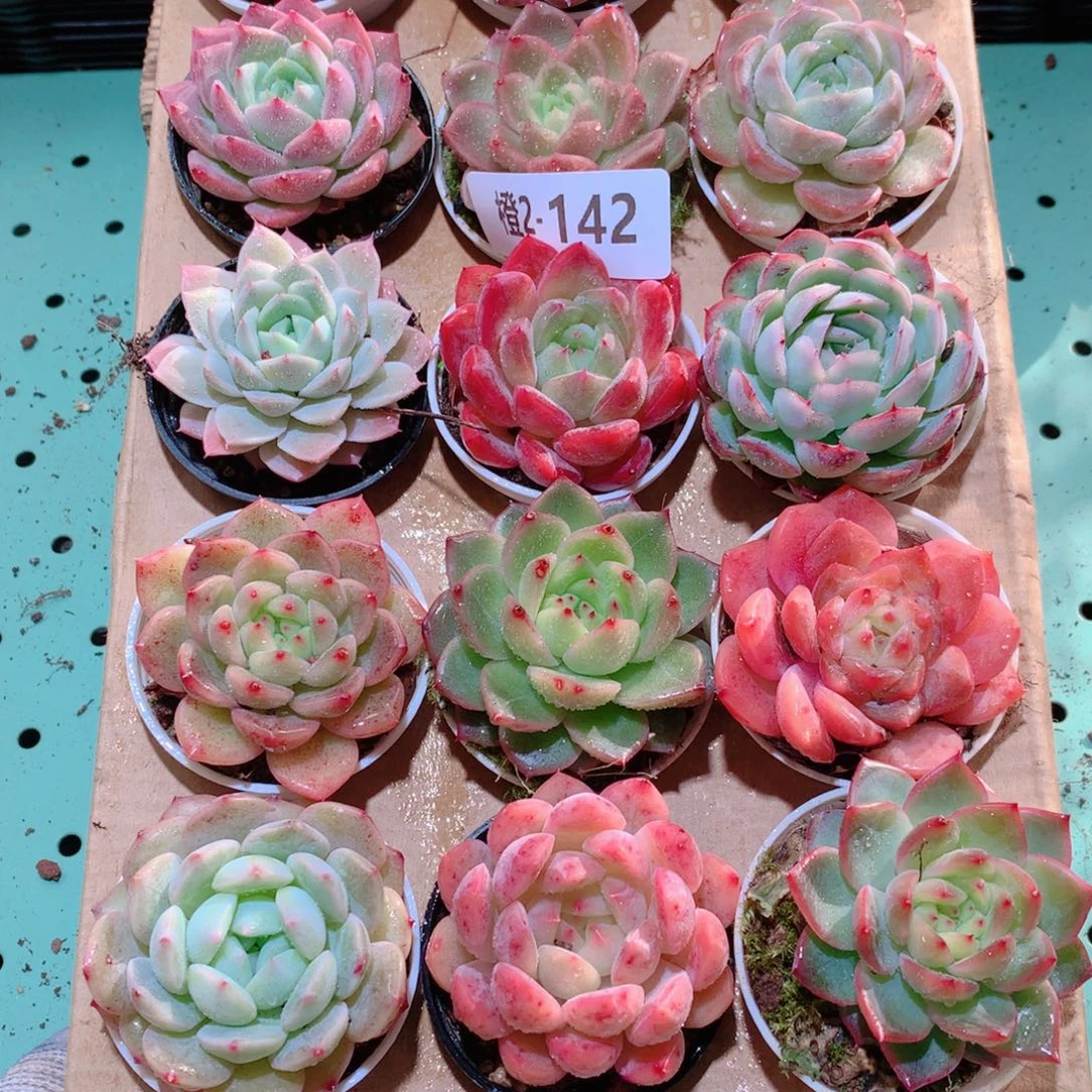 2-142一物一拍多肉带盆18颗