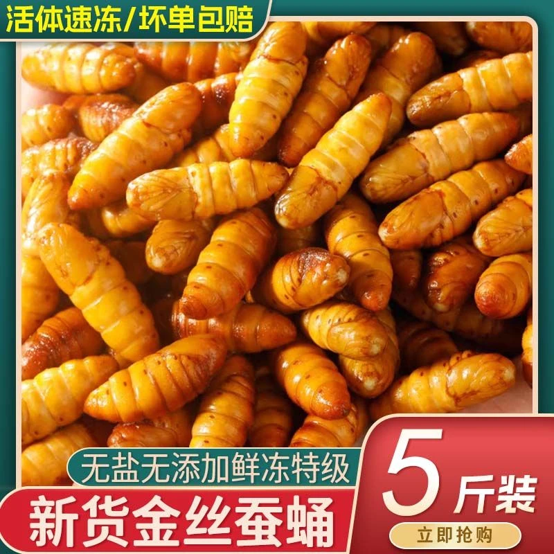 【山东特产】金丝蚕蛹 鲜活速冻 新鲜茧蛹 桑蚕蛹 高蛋白美食
