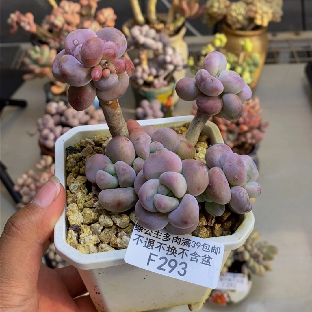 293腰子洛神多肉8c m