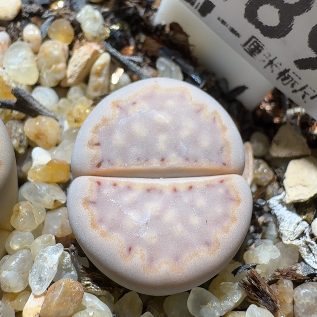 老板亏本便宜卖1289