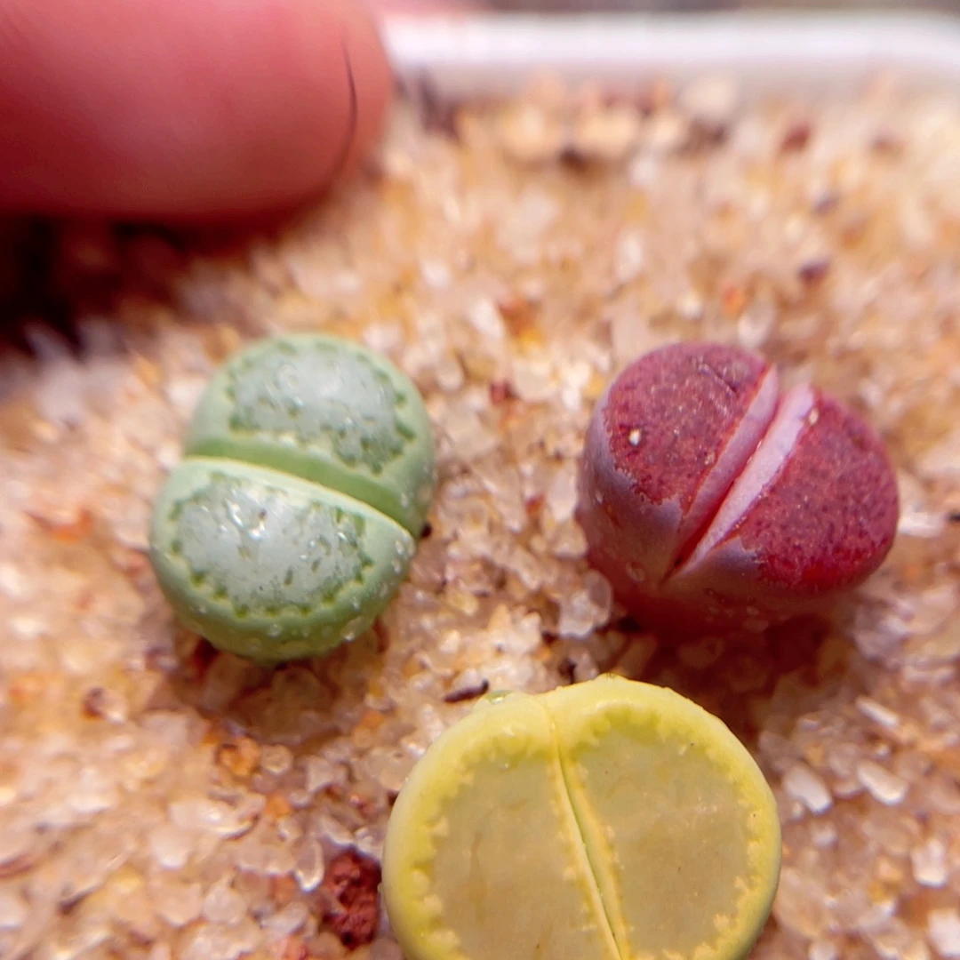 632号带盆盆包邮发货