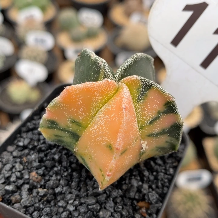 110号五角鸾凤玉锦3.7cm