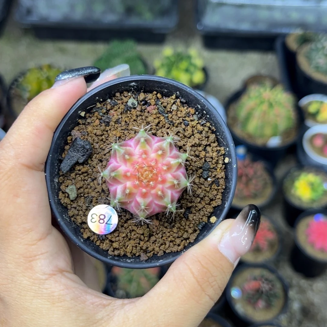 只***宝783 皇室轮回，带盆土发货