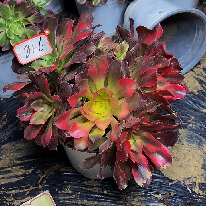 妞***妞香妃老桩法师816号