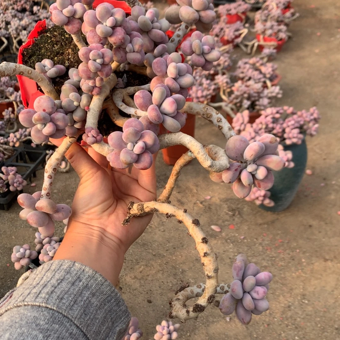 桃蛋老桩不带盆55号