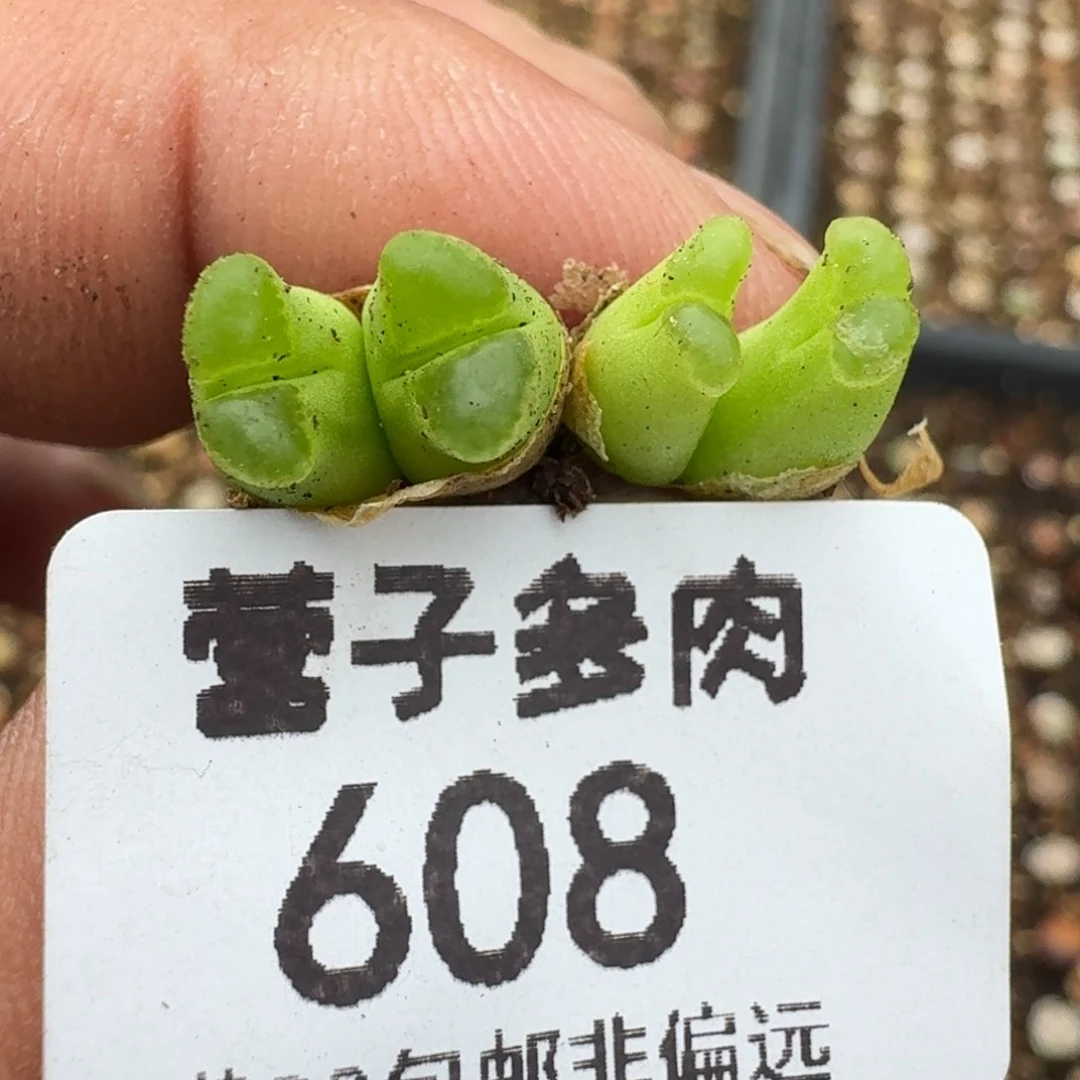 奶瓶。