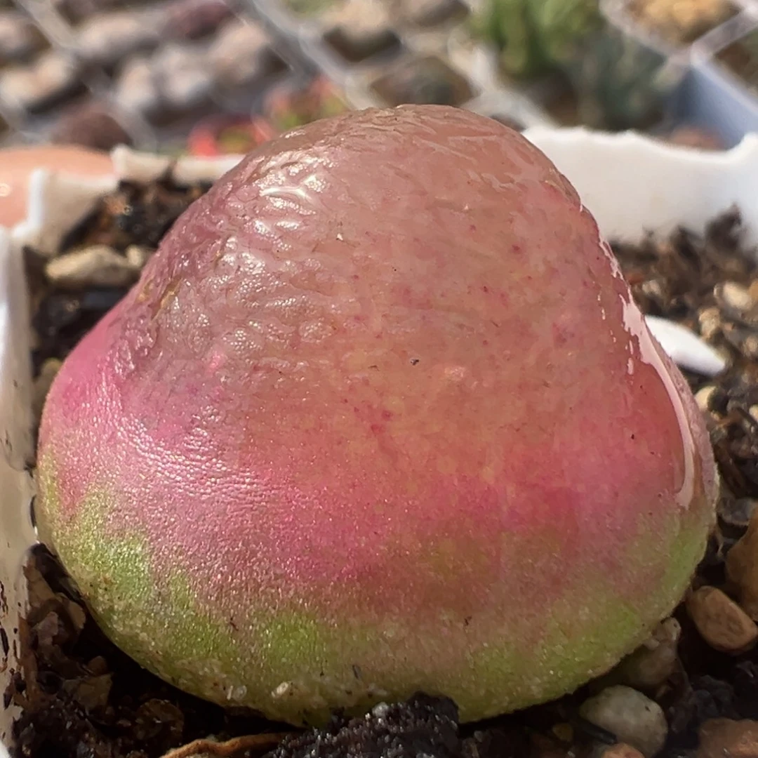 132多肉植物百科植物