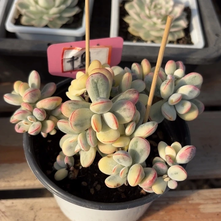 多肉植物乒乓福娘锦有砍