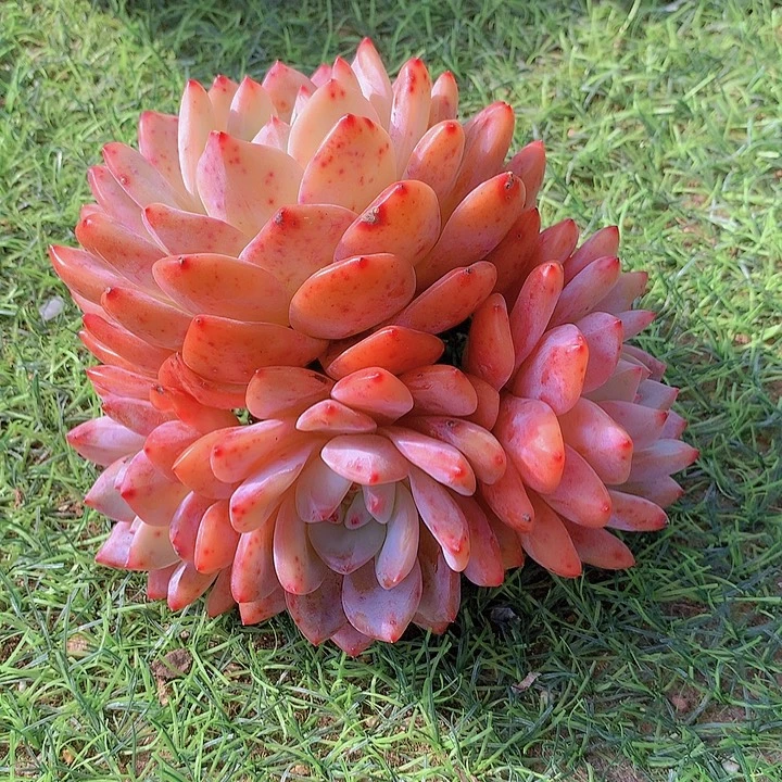 一物一拍，福利老庄橙梦露群