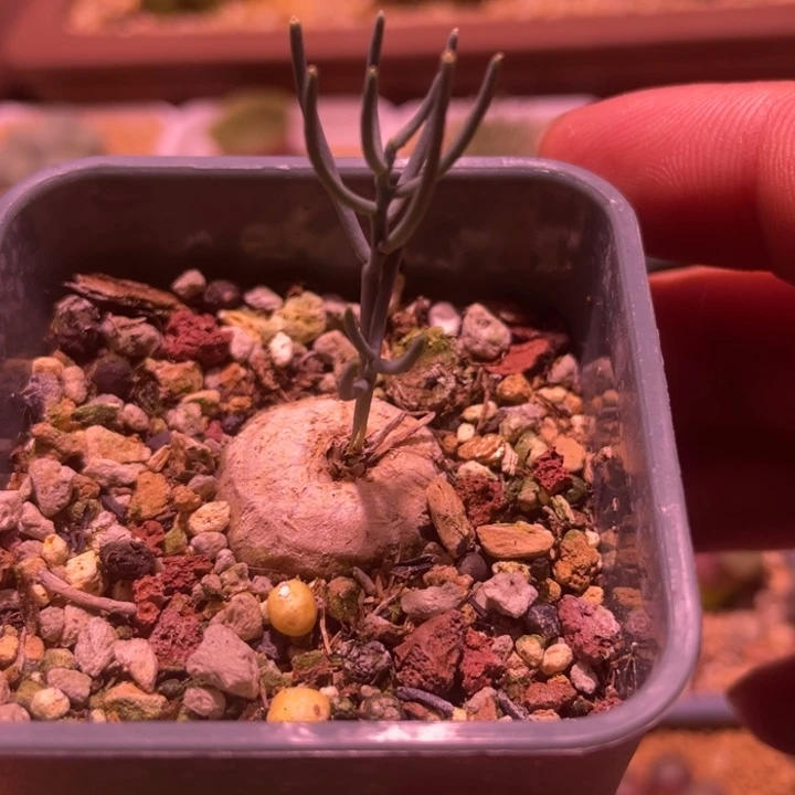 爱富力快跟植物一物一拍