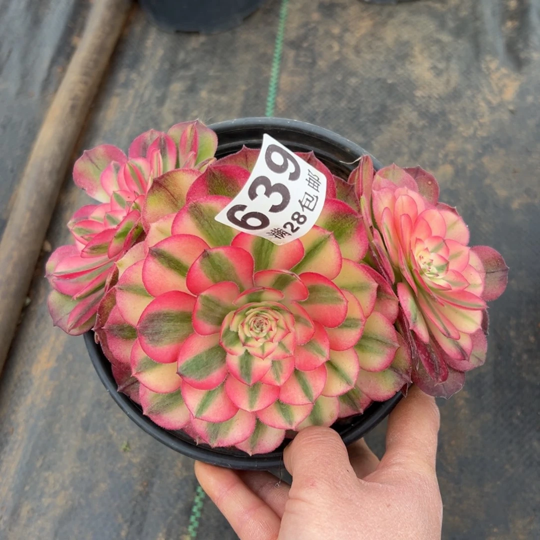 多肉植物639荔枝