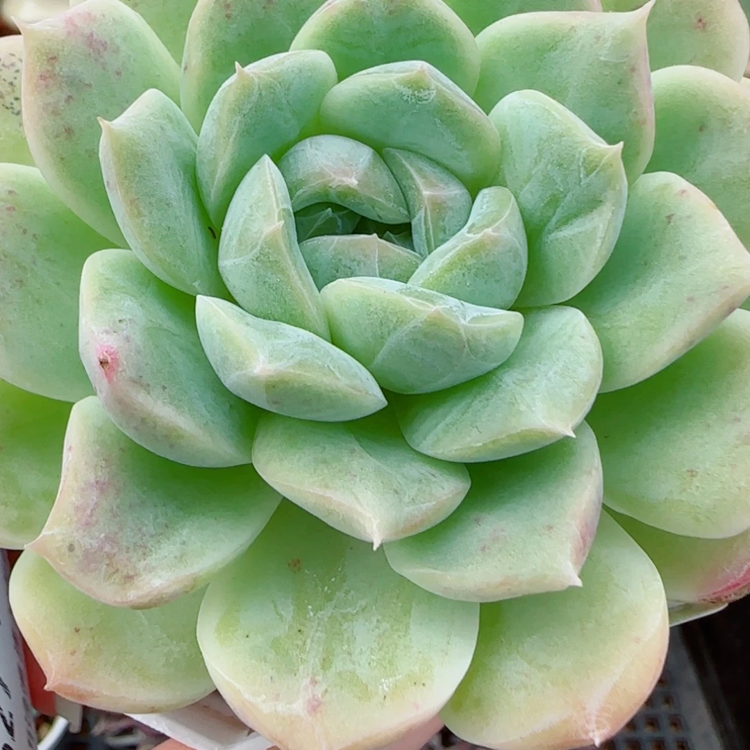 花语逸镜1009-524