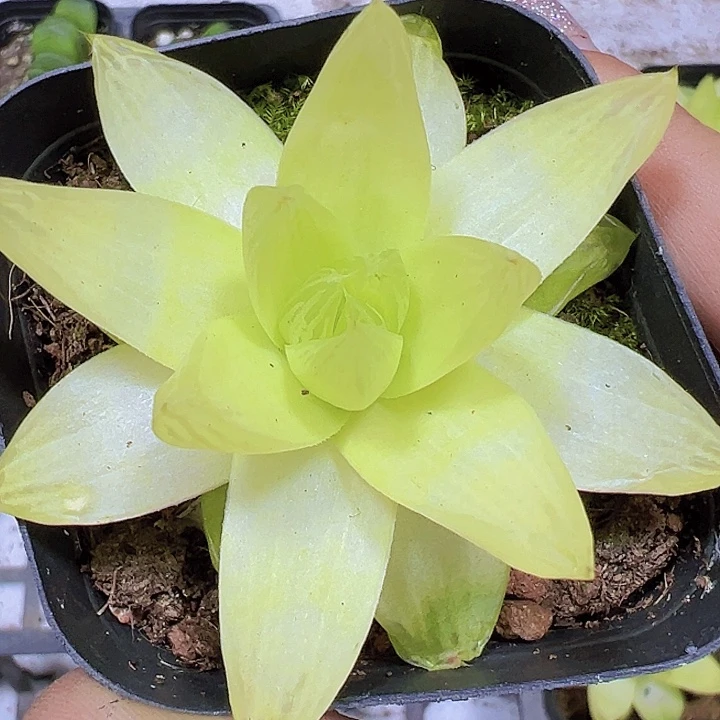 黄金雨露19包邮多肉植物
