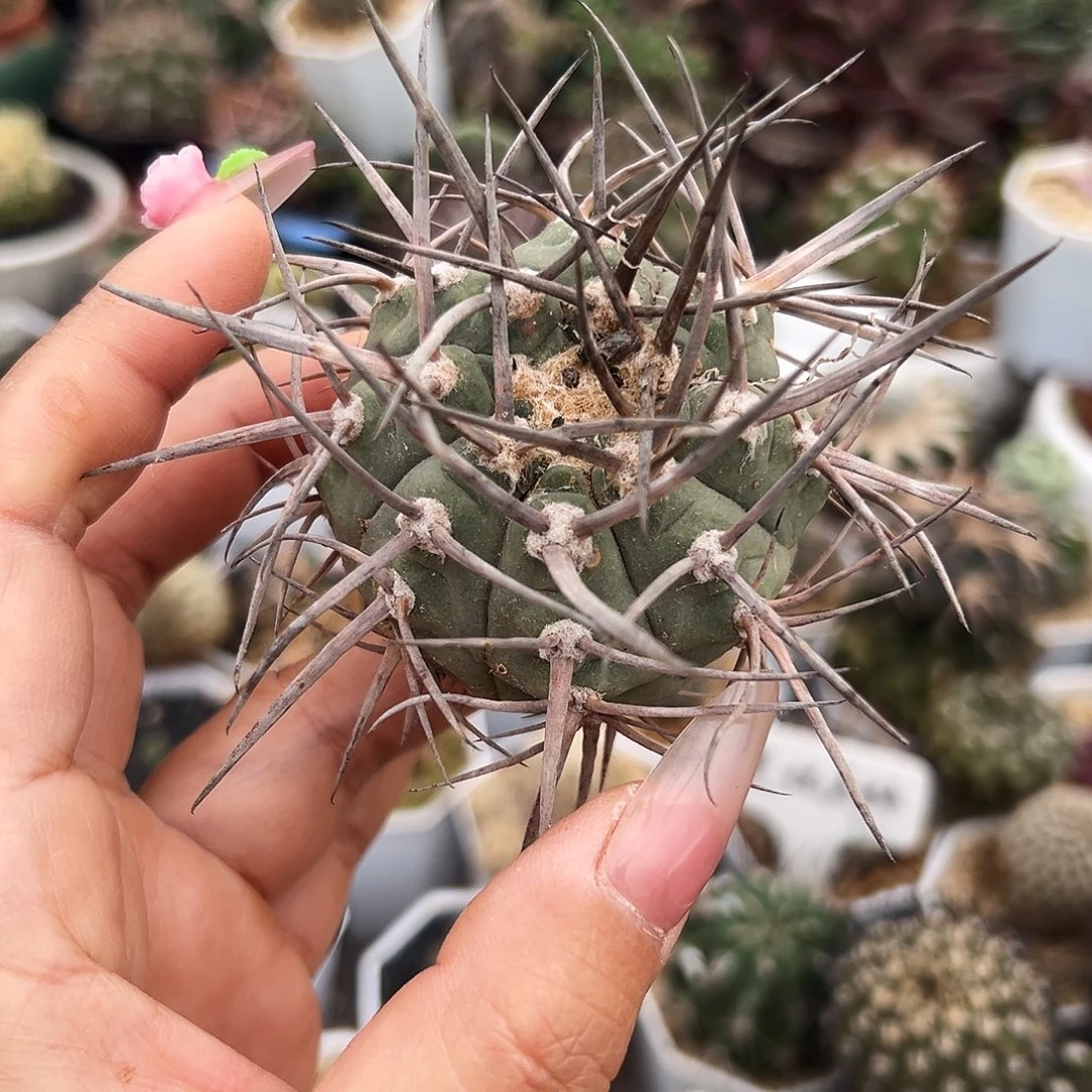 超刺有根仙人球666666