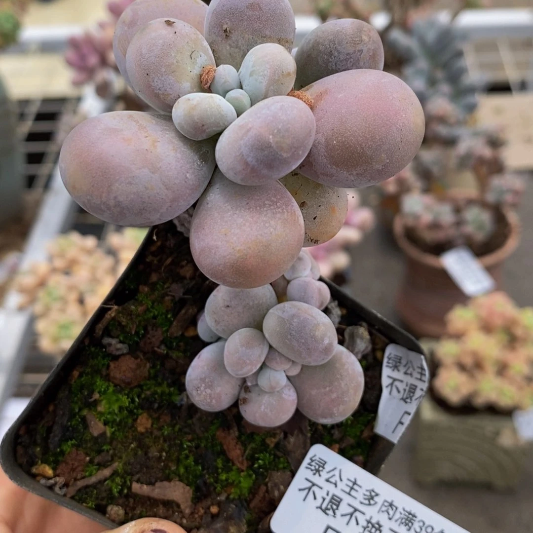 芭比奶酪246/6c m