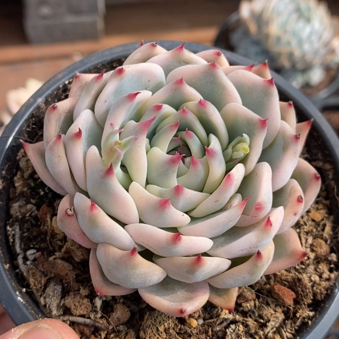 菲*吉娃娃锦多肉植物